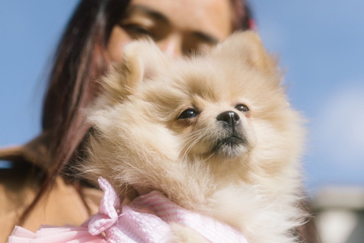 Buddy Blog - pup in dress