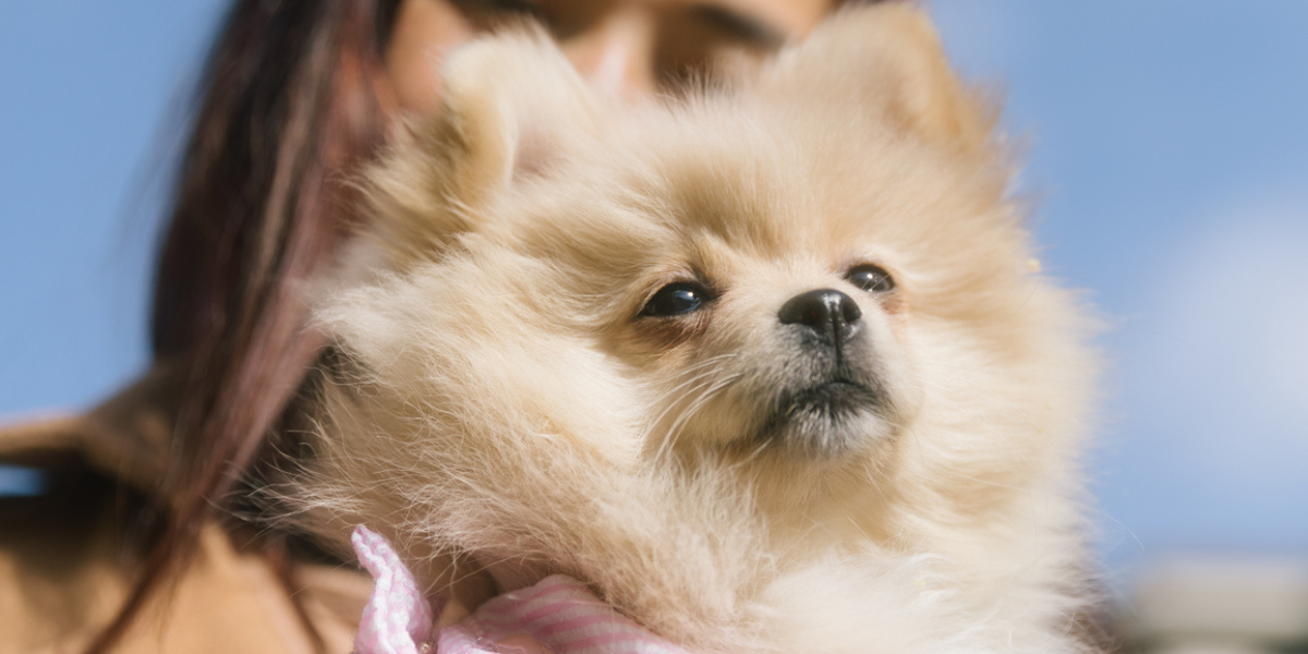 Pup in dress creating special ritual